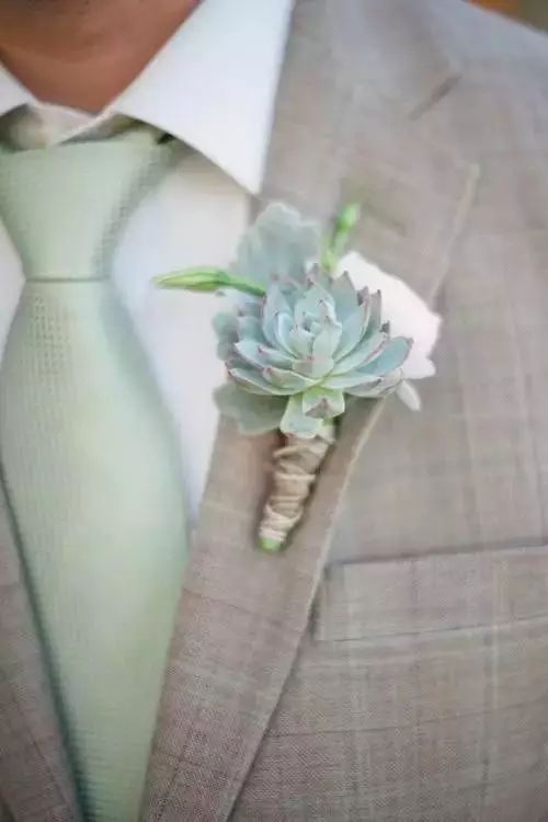 鱼：多肉的婚礼
