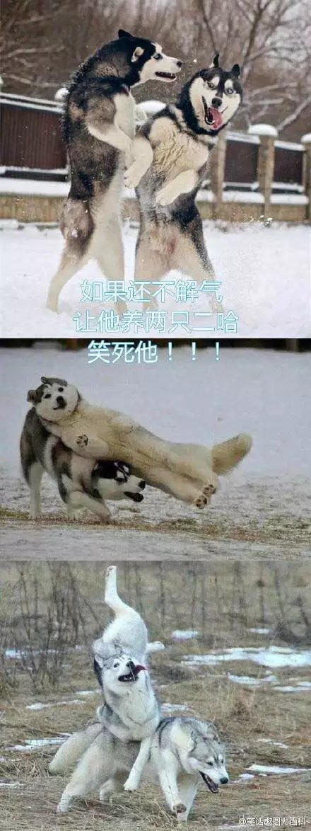 如果恨一个人，就让他养只哈士奇吧，一只没效果就两只！
