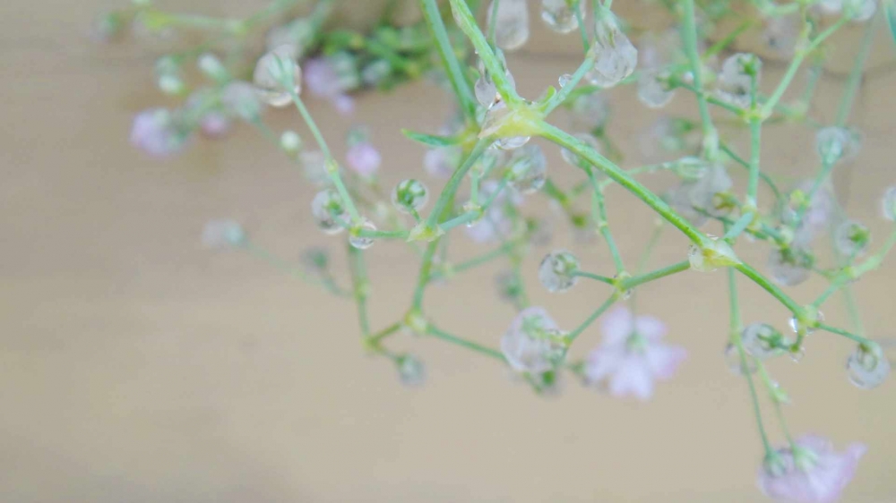 雨水节气风景电脑桌面壁纸