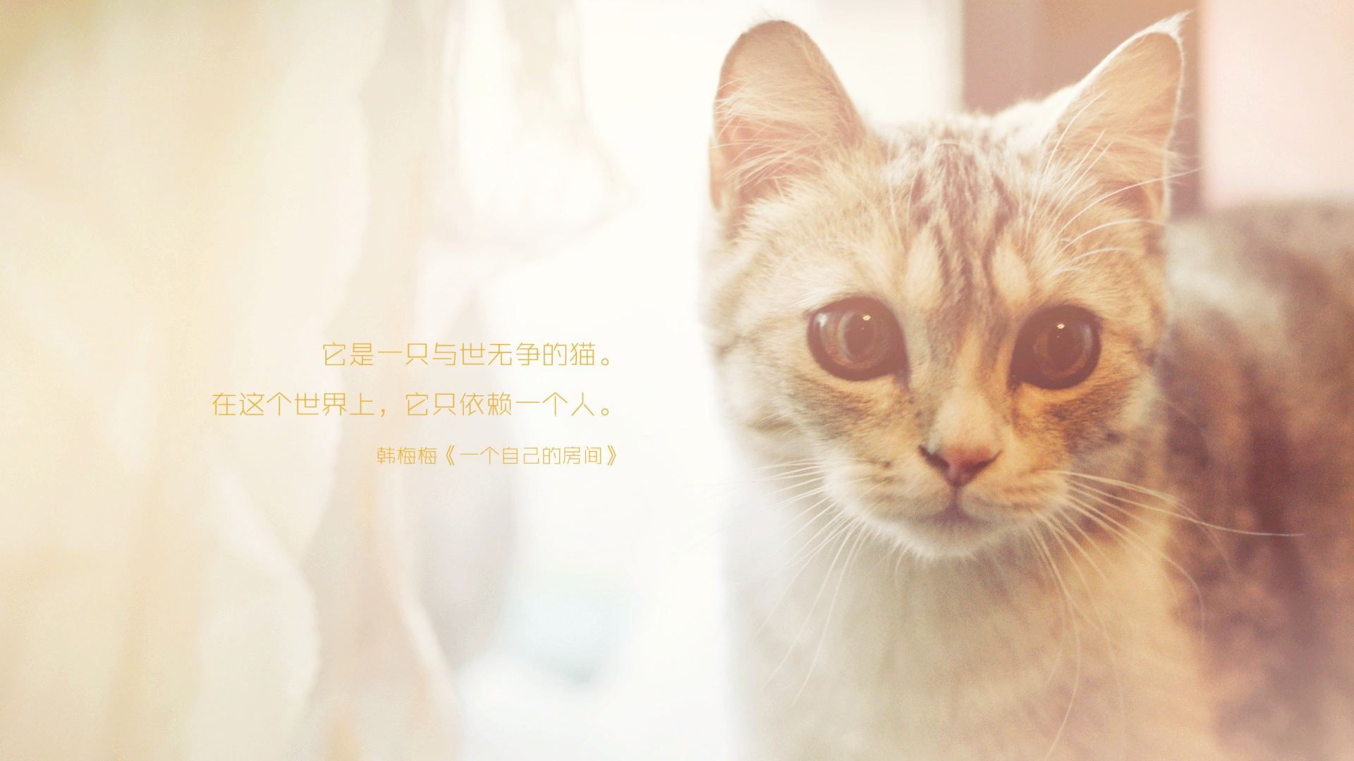 桌面壁纸唯美清新动漫 精选治愈系静物可爱杯子高清图片