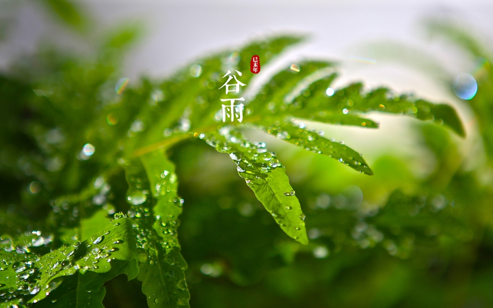 二十四节气谷雨唯美图片桌面壁纸