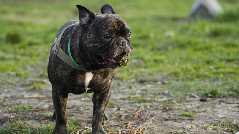 动物素材可爱斗牛犬美图