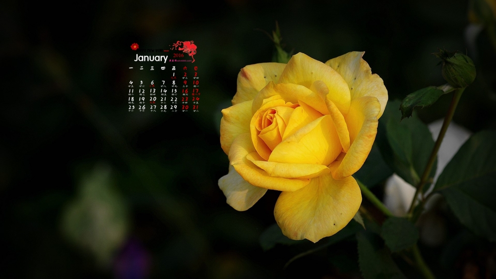 2016年1月日历花中皇后月季花唯美摄影桌面壁纸下载2
