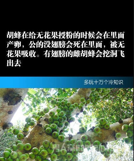 罗马人用老鼠脑当牙膏 印度人用牛尿做饮料