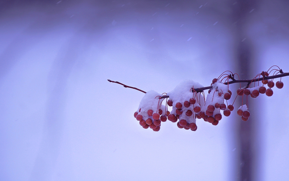 大雪中的自然景色壁纸