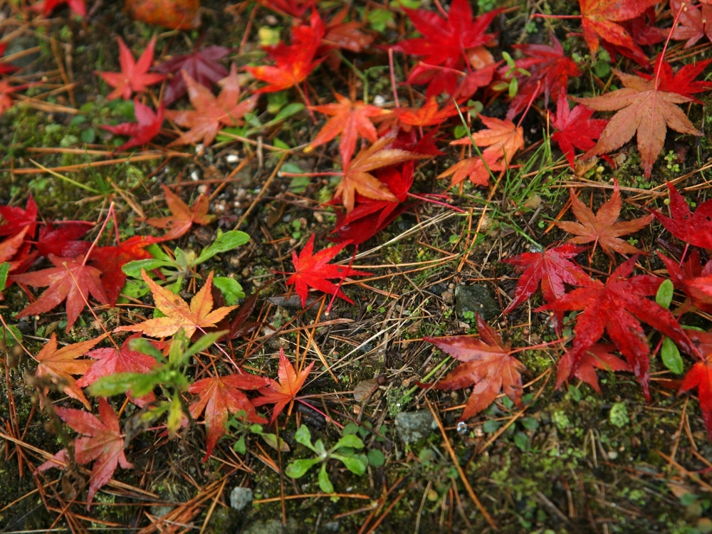 枫叶满地 第二辑