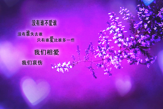 灿烂的紫色 唯美美美图集