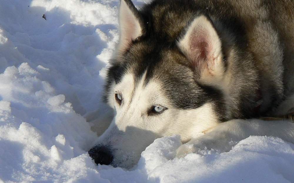 阿拉斯加雪橇犬图片壁纸 第二辑