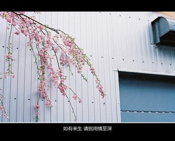 那时年少薄衫