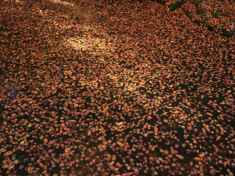 枫叶满地 第二辑