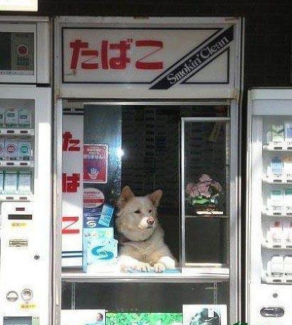 另类的搞笑行为 高人辈出啊！