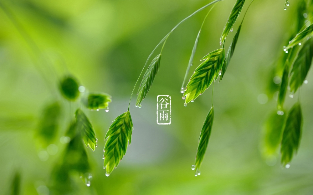 二十四节气谷雨唯美图片桌面壁纸