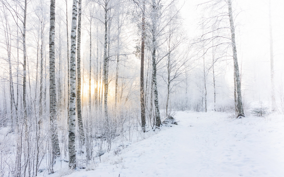 大雪中的自然景色壁纸