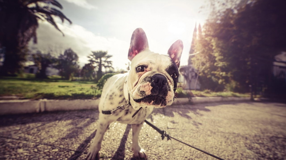 动物素材可爱斗牛犬美图