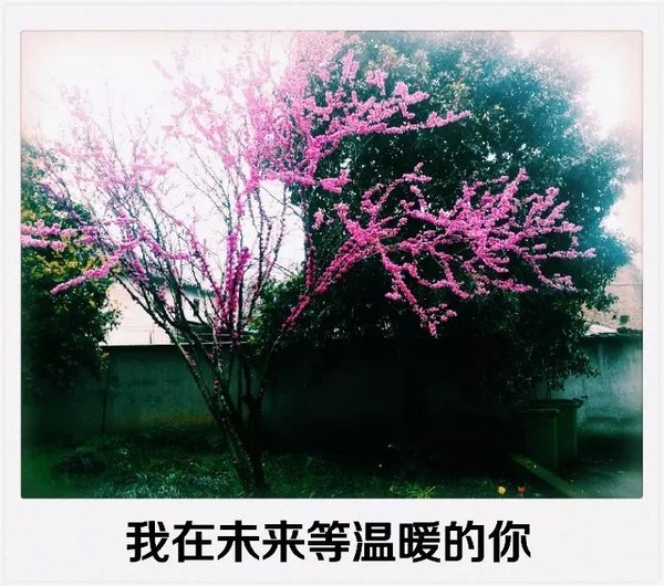 我再未来等温暖的你 唯美图文