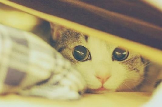 憧憬、下一个太阳花季