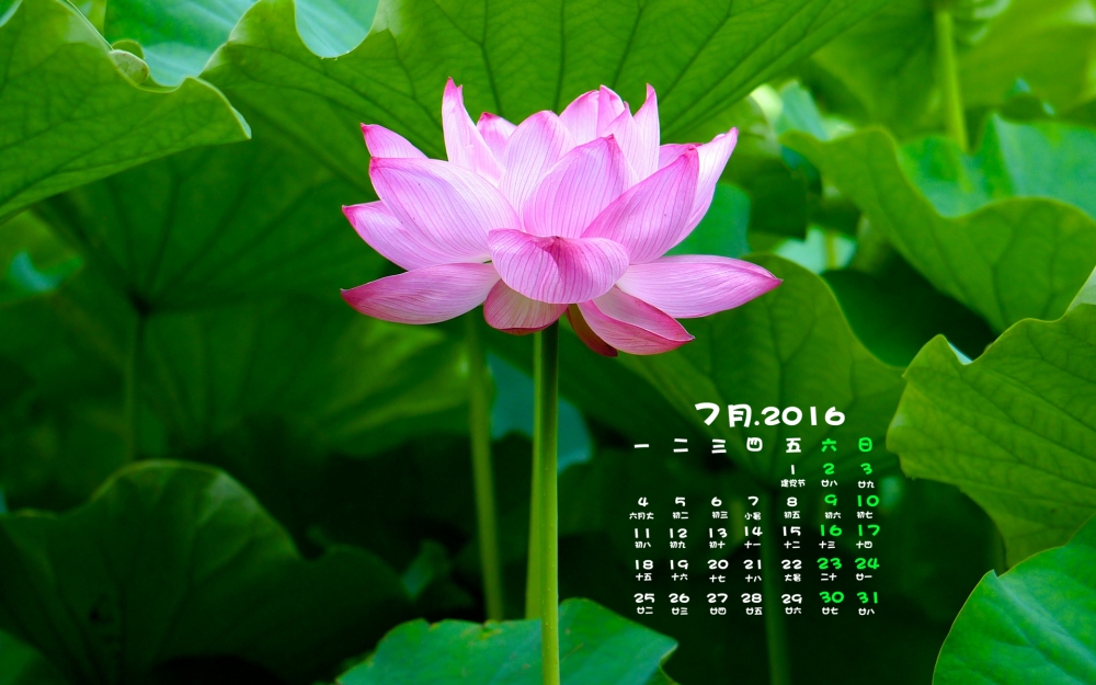 2016年7月日历治愈系唯美小清新植物电脑桌面壁纸