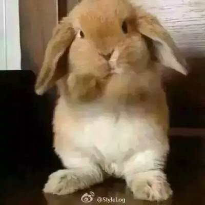 会瘦的 我就是先胖一会儿玩玩