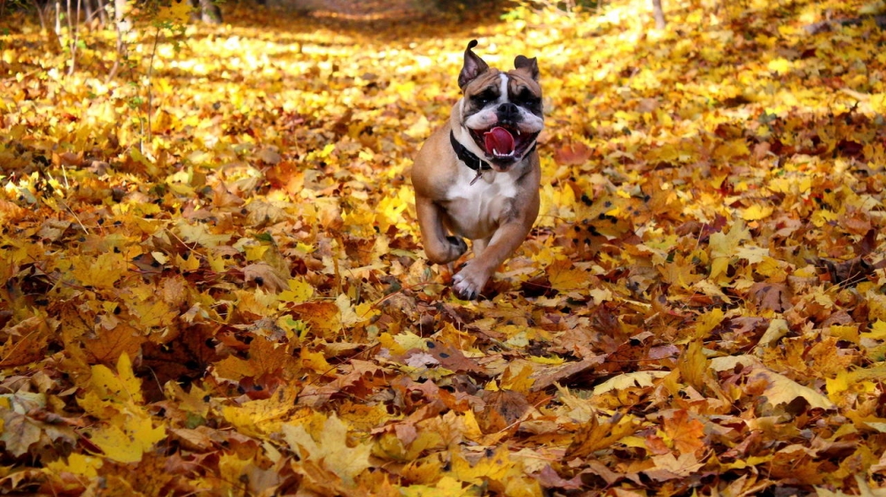 动物素材可爱斗牛犬美图