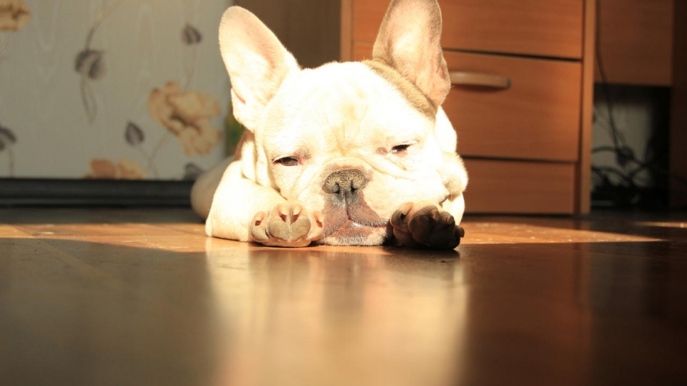 动物素材可爱斗牛犬美图