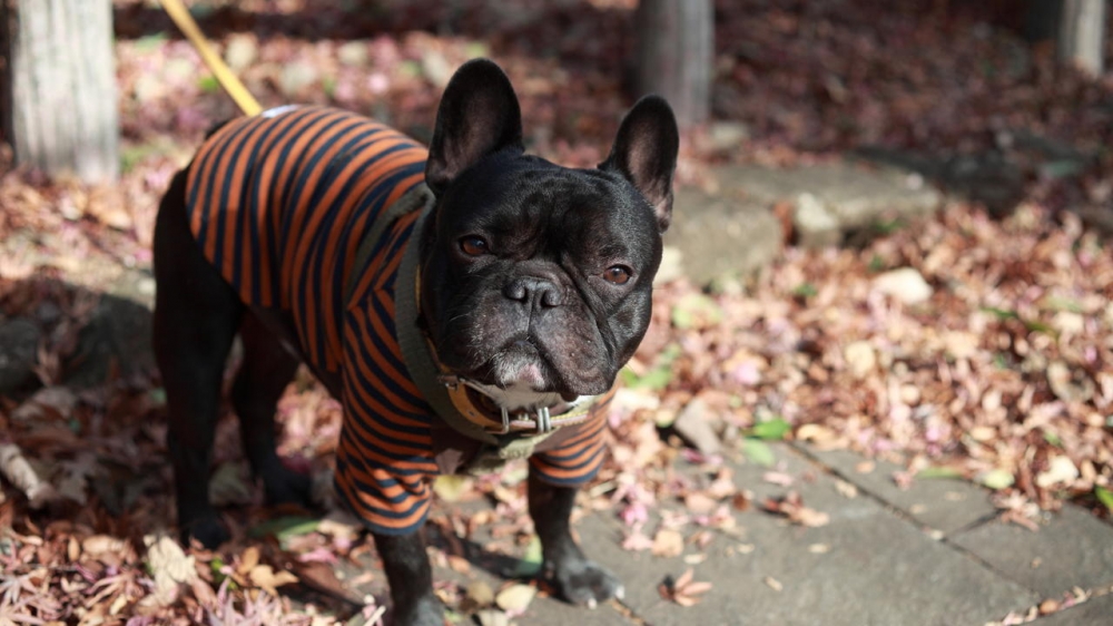 动物素材可爱斗牛犬美图