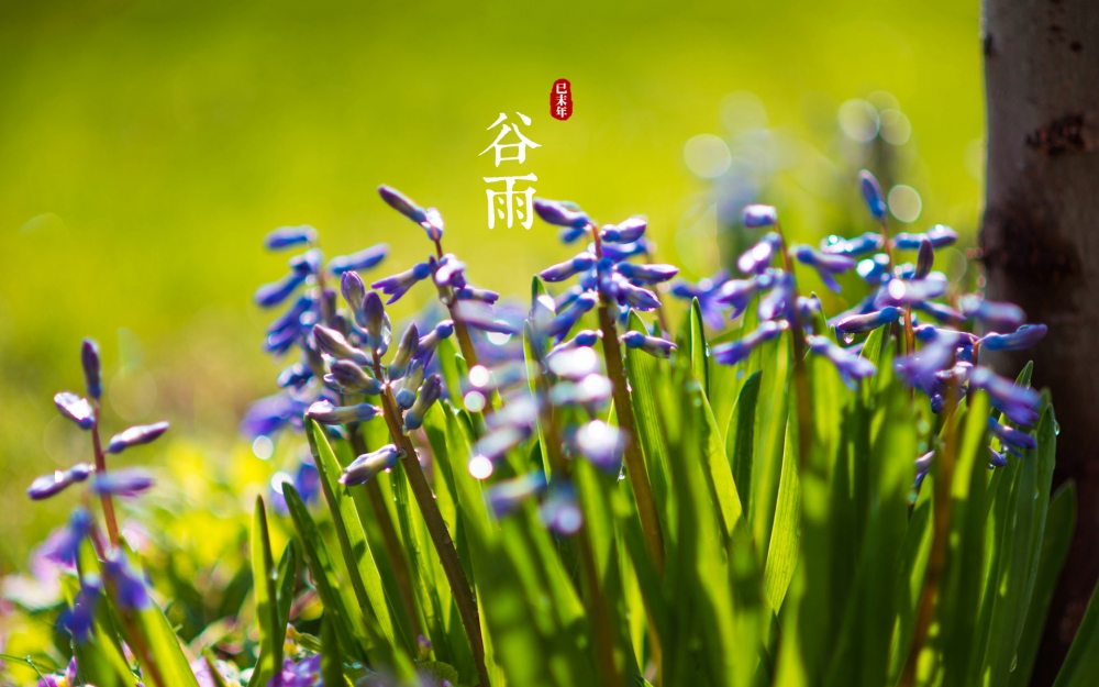 二十四节气谷雨唯美图片桌面壁纸