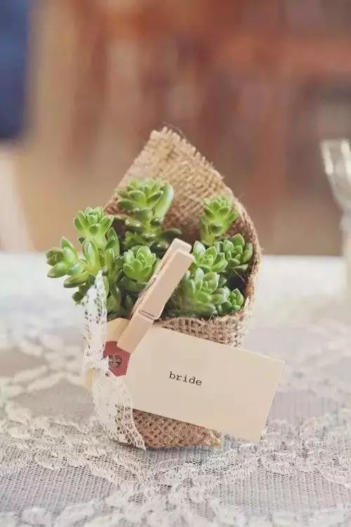 鱼：多肉的婚礼