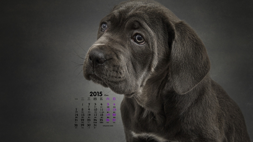 2015年12月日历卡斯罗犬图片桌面壁纸下载