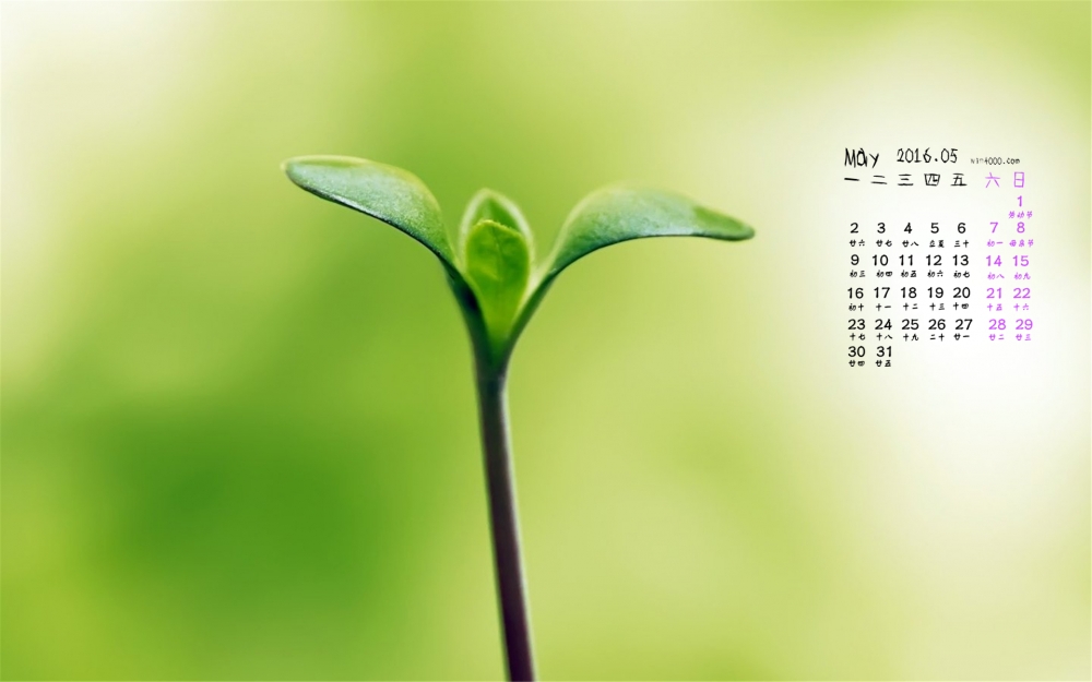 2016年5月日历绿色嫩芽桌面壁纸