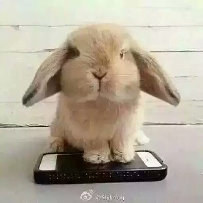 会瘦的 我就是先胖一会儿玩玩