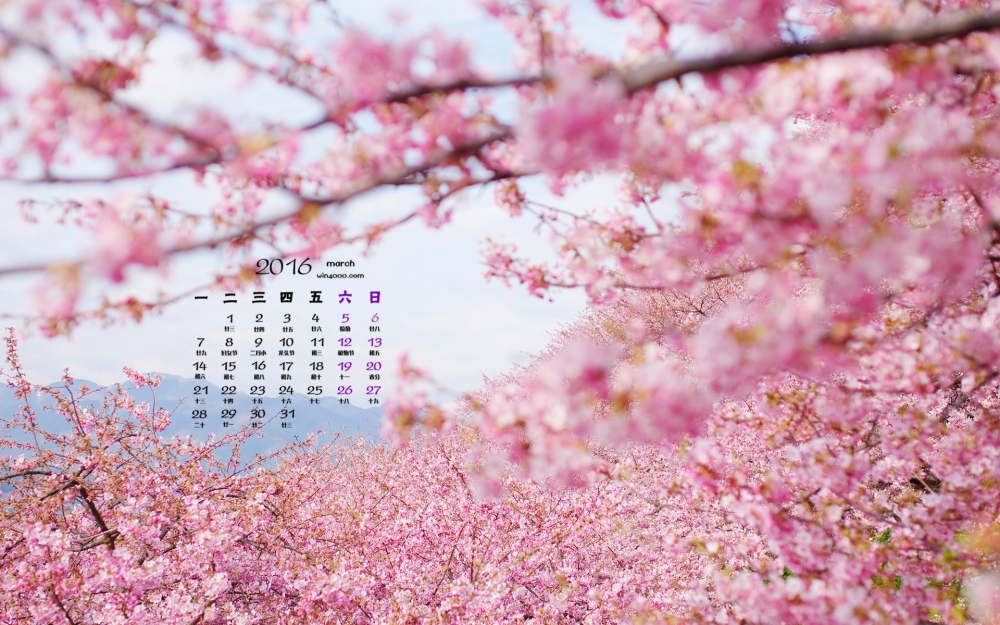 2016年3月份春の语美丽好看的樱花高清桌面壁纸图片下载