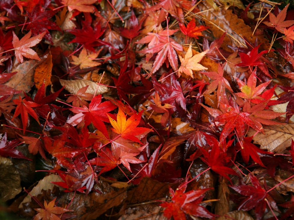 枫叶满地 第二辑
