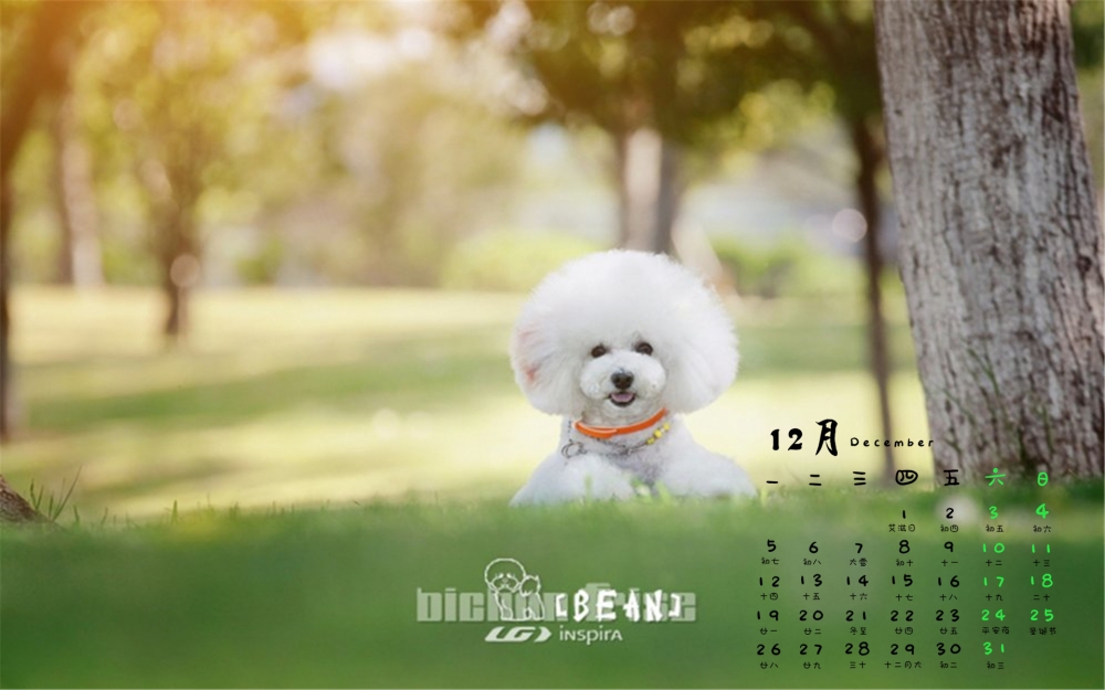 2016年12月日历比熊犬萌宠户外清新电脑壁纸下载