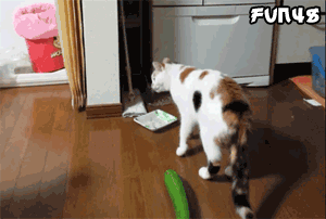 猫看见黄瓜吓一跳