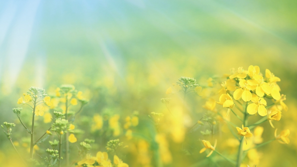高清油菜花花海