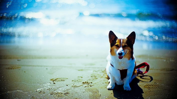 可爱名犬高清电脑壁纸