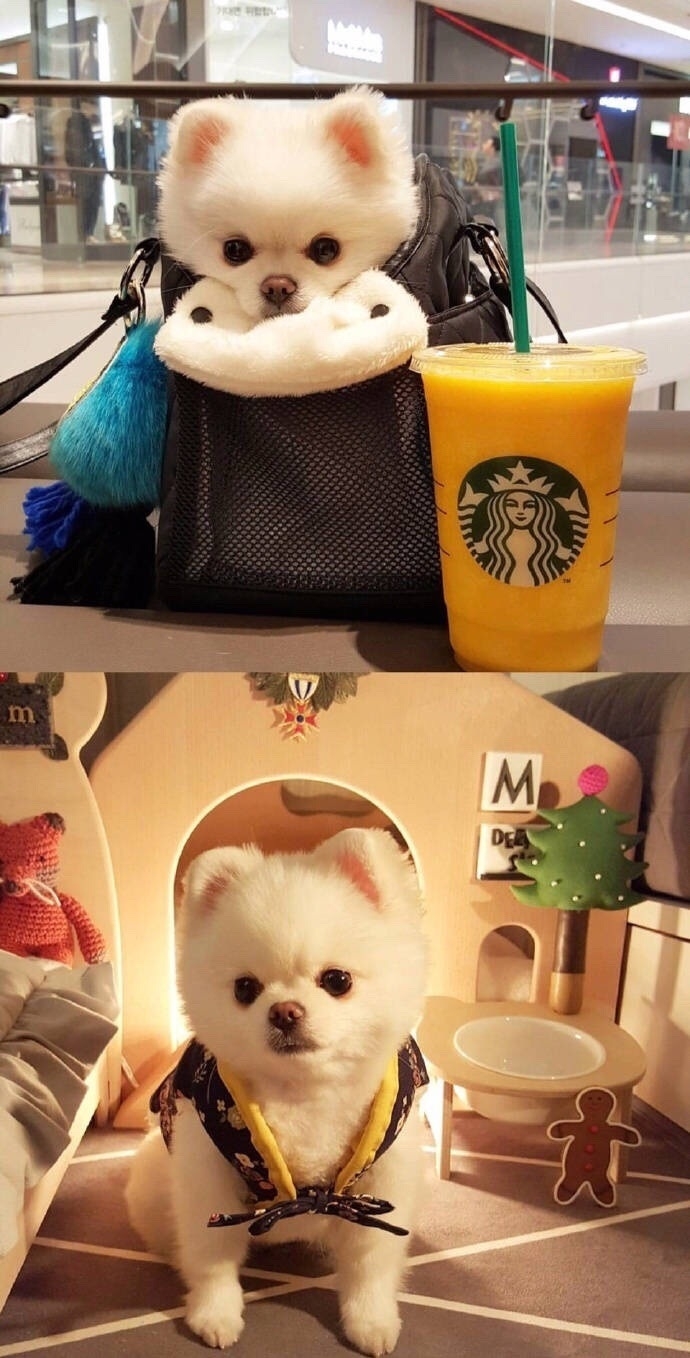 软糯糯的博美犬Mango 好想养一只 ​​​​