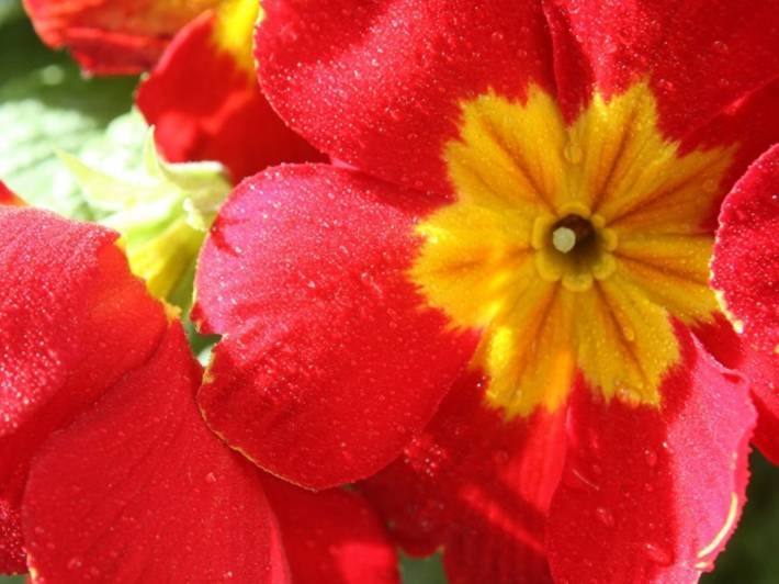 报春花唯美鲜花摄影电脑壁纸