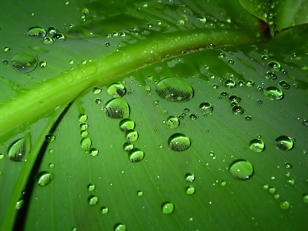 芭蕉叶上的绿色水珠壁纸