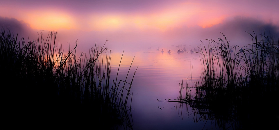 湖,芦苇,野鸭,雾,早晨壁纸