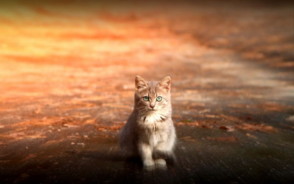 可爱猫星人桌面壁纸