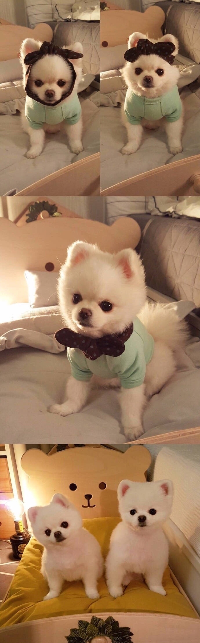软糯糯的博美犬Mango 好想养一只 ​​​​