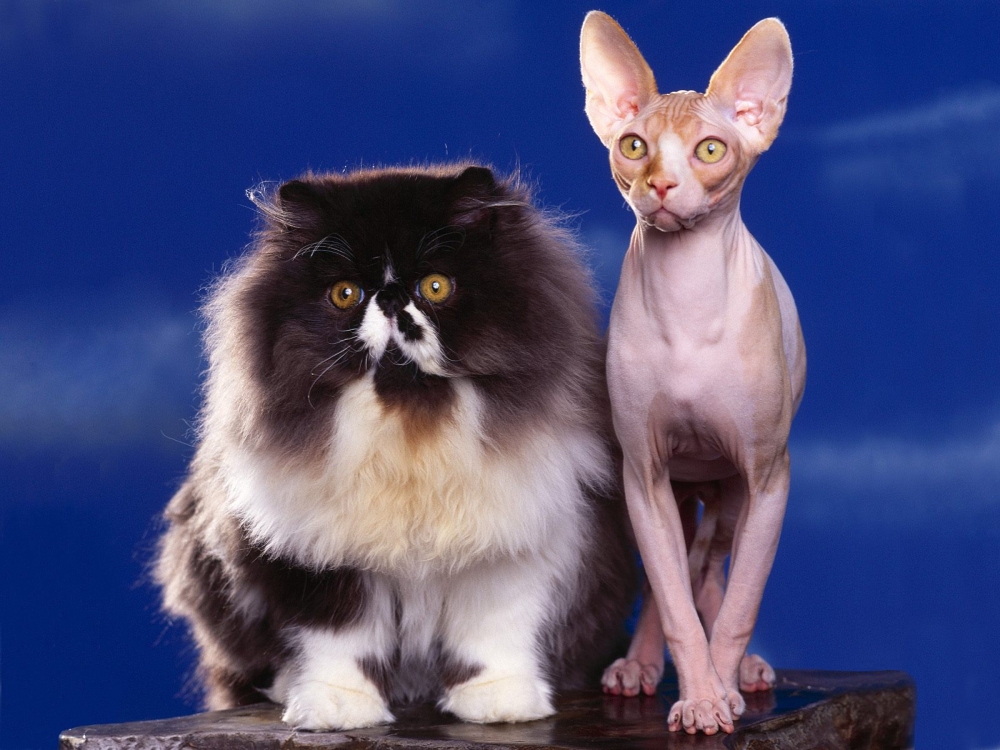 1600猫咪写真 第四辑