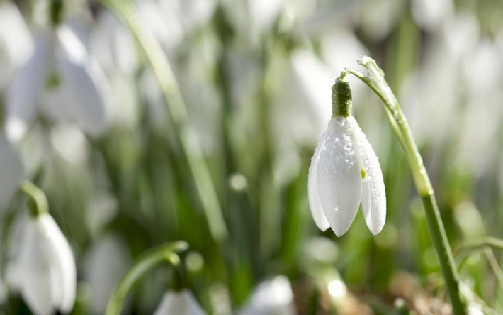 清新雪滴花高清屏保壁纸