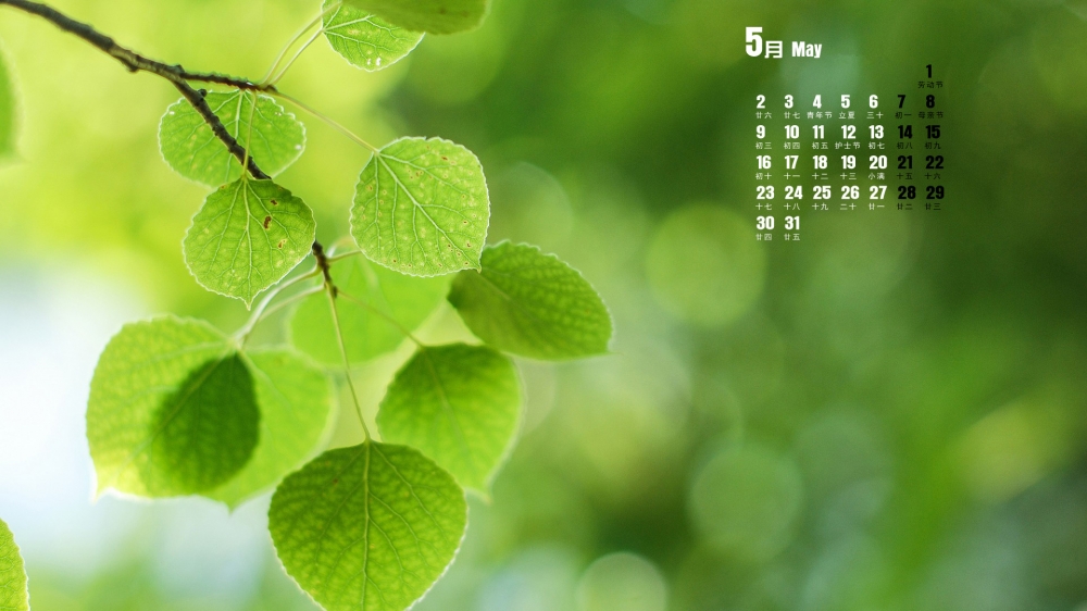 2016年5月日历绿色树叶桌面壁纸