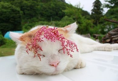 谎话说给耳朵听眼泪却动容 .