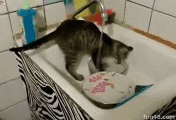 猫咪洗盘子
