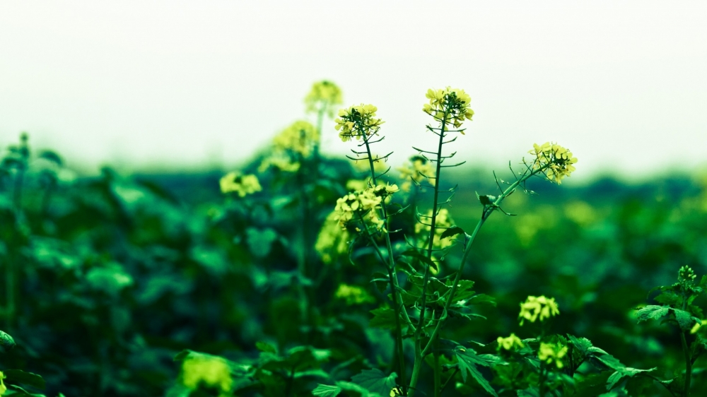 高清油菜花花海