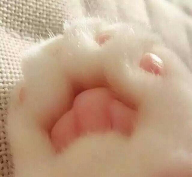 小萌爪 要融化了