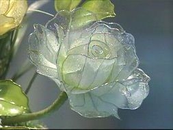 水晶花灬